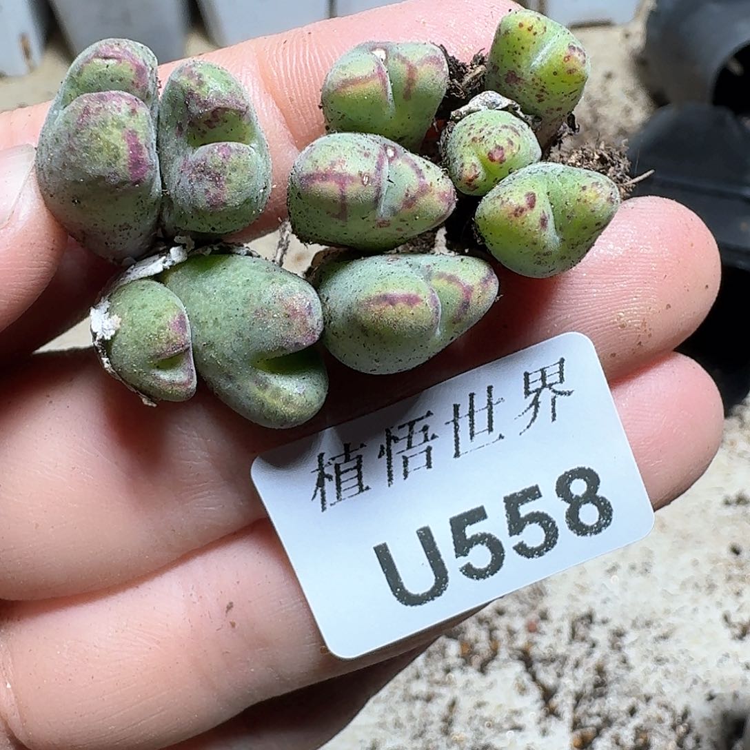 558号多肉植物哇cv v