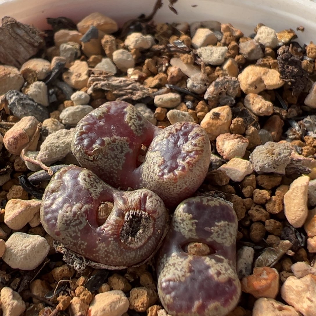 78多肉植物百科植物