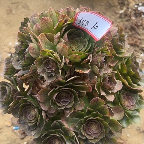 多肉植物万拉丝648