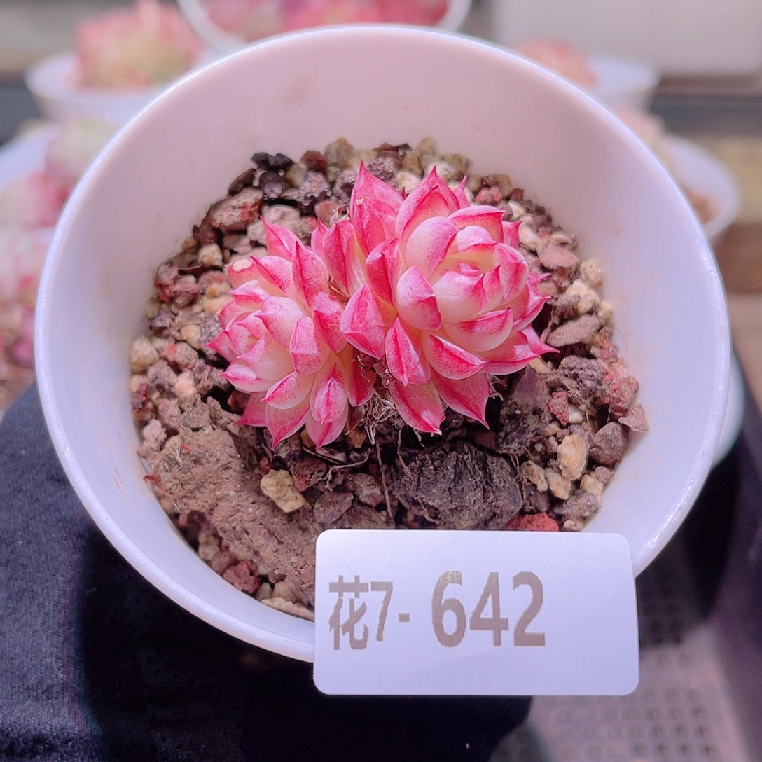 花利美7-642女王