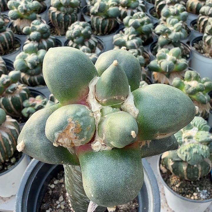 无花朵058光面蛋蛋牡丹