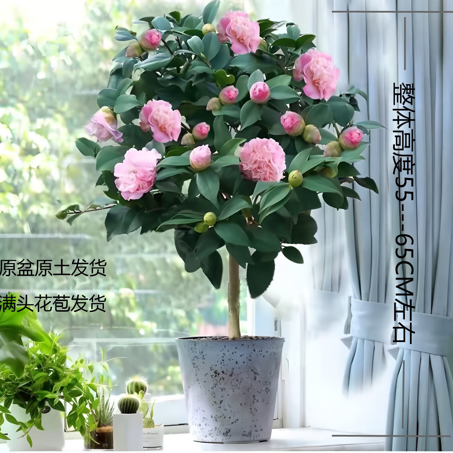 高【55-65】香妃山茶花 原盆带花苞