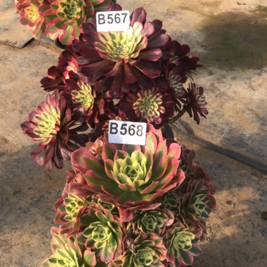 法师多肉植物正*法师567.568