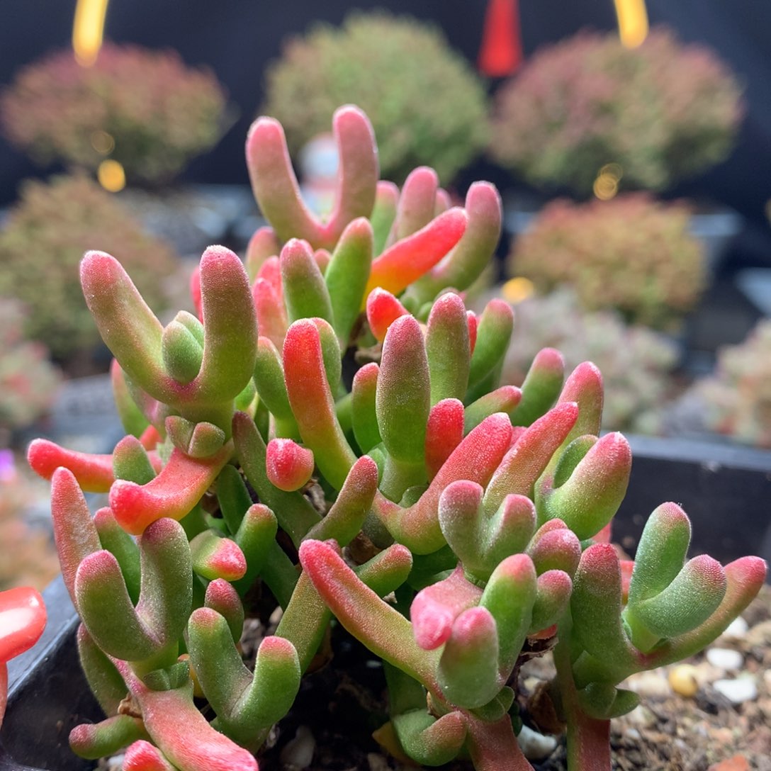 B251短耳兔枝干番杏