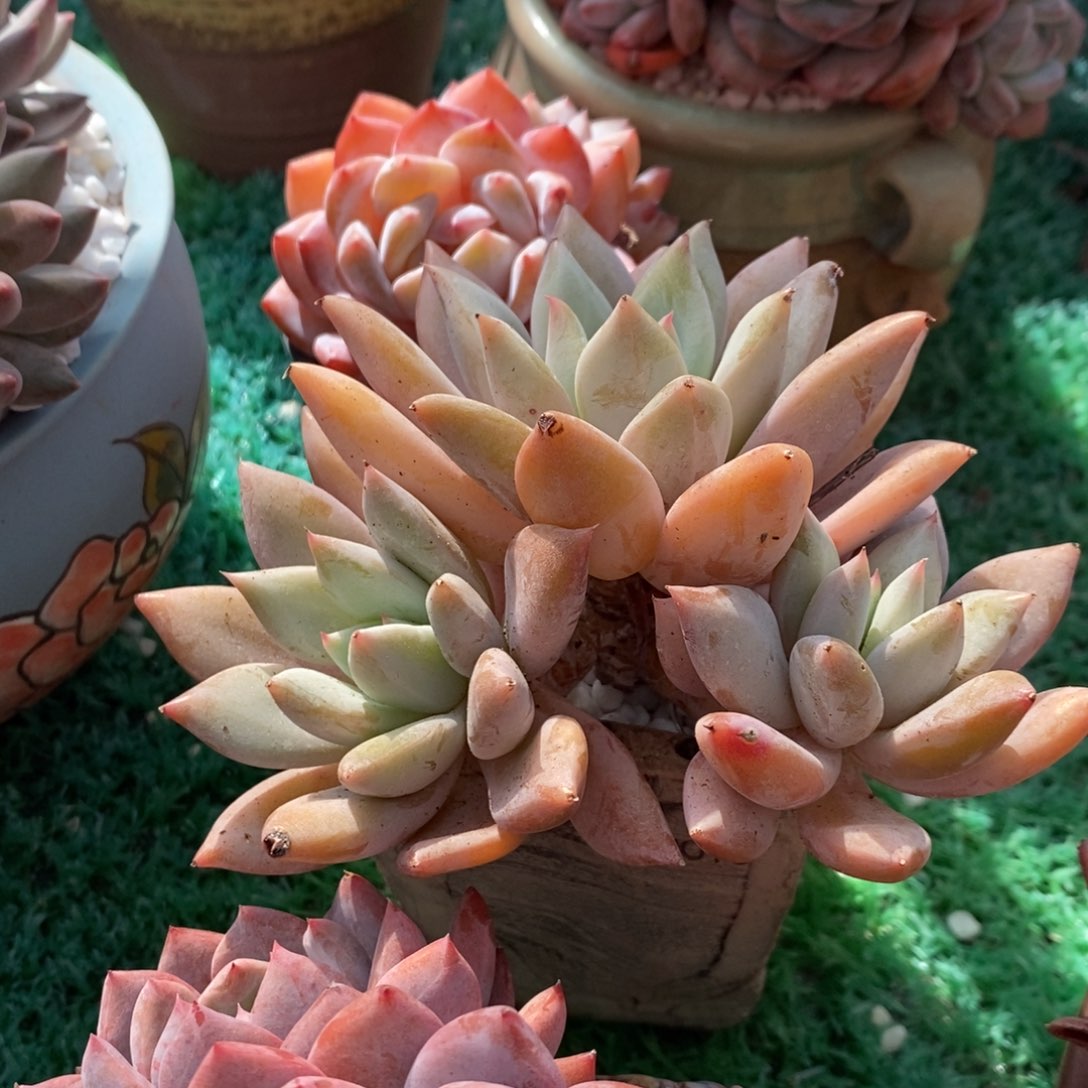 哥特杂多肉植物盆栽