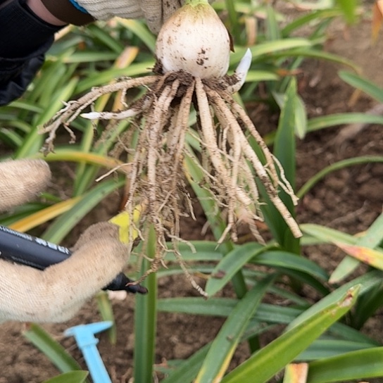 白肋鬼魅4～4.5 开花包对版