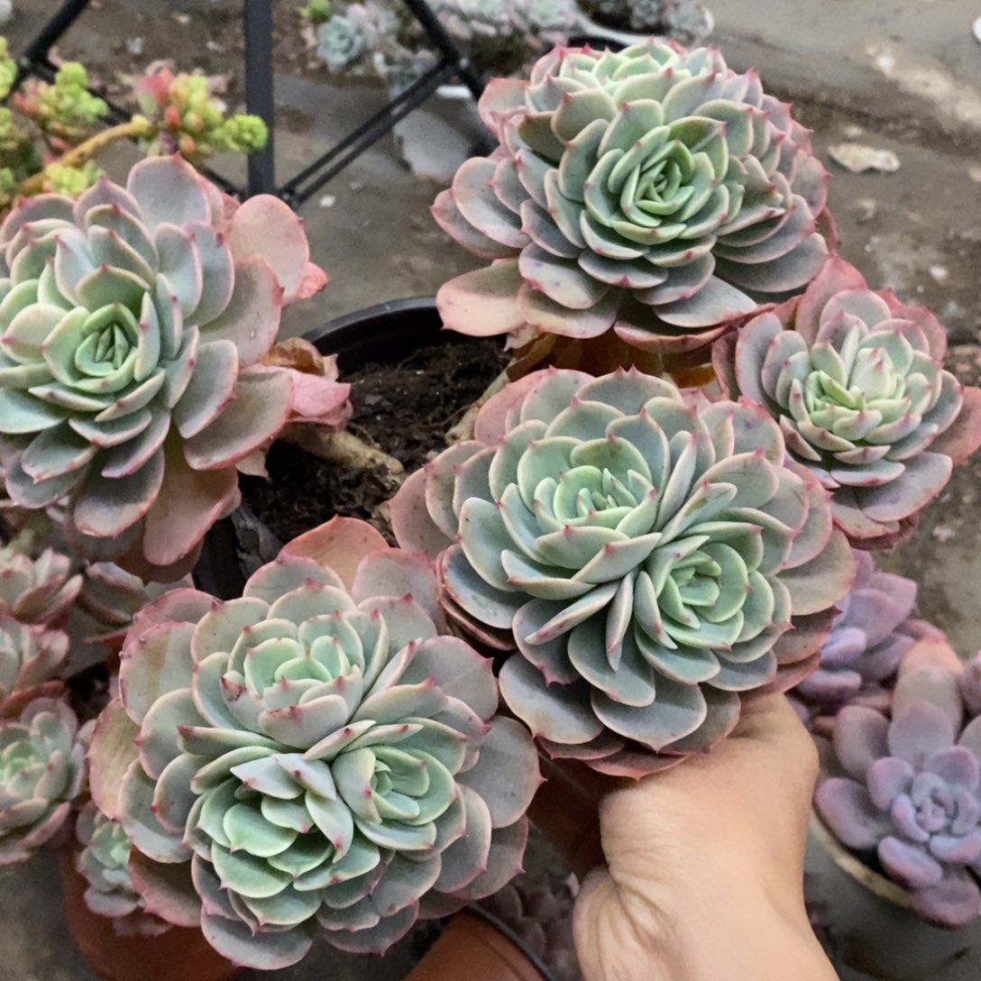 白雪公主五大头起发