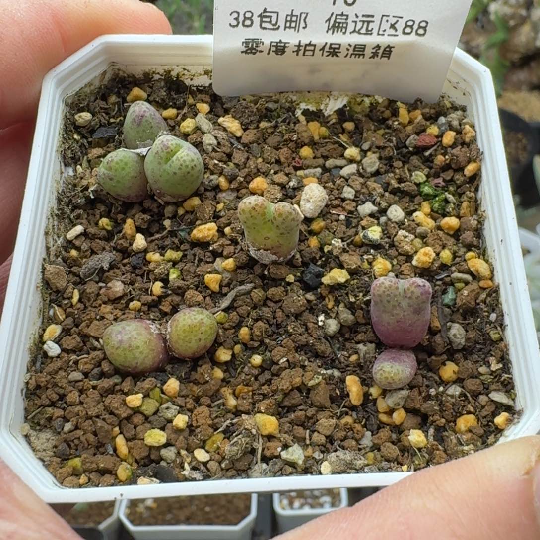 10号斑马多肉。