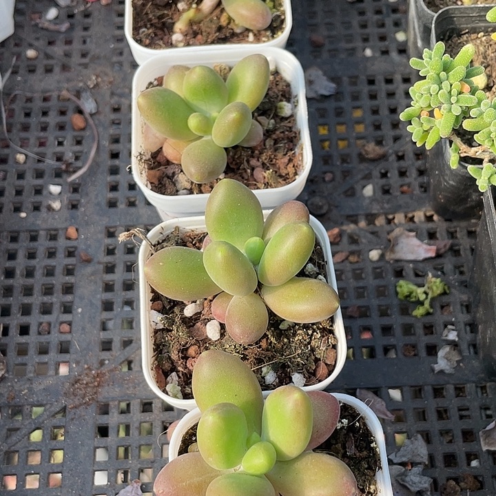 单头芒果奶带盆土发