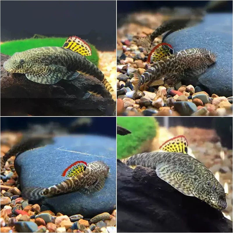 爬岩鳅冷水清洁工淡水观赏鱼除藻吃垃圾清洁鱼缸工具鱼擦玻璃