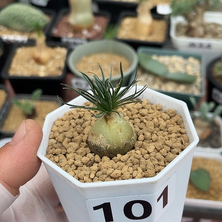 魔***七101毛叶迷你海葱块根