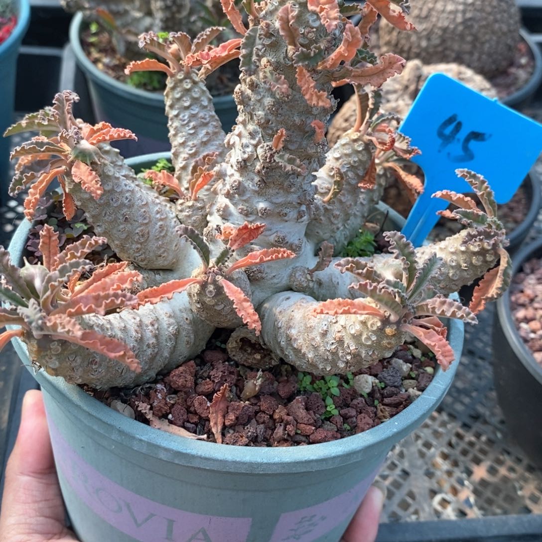 椰子流桑多肉植物