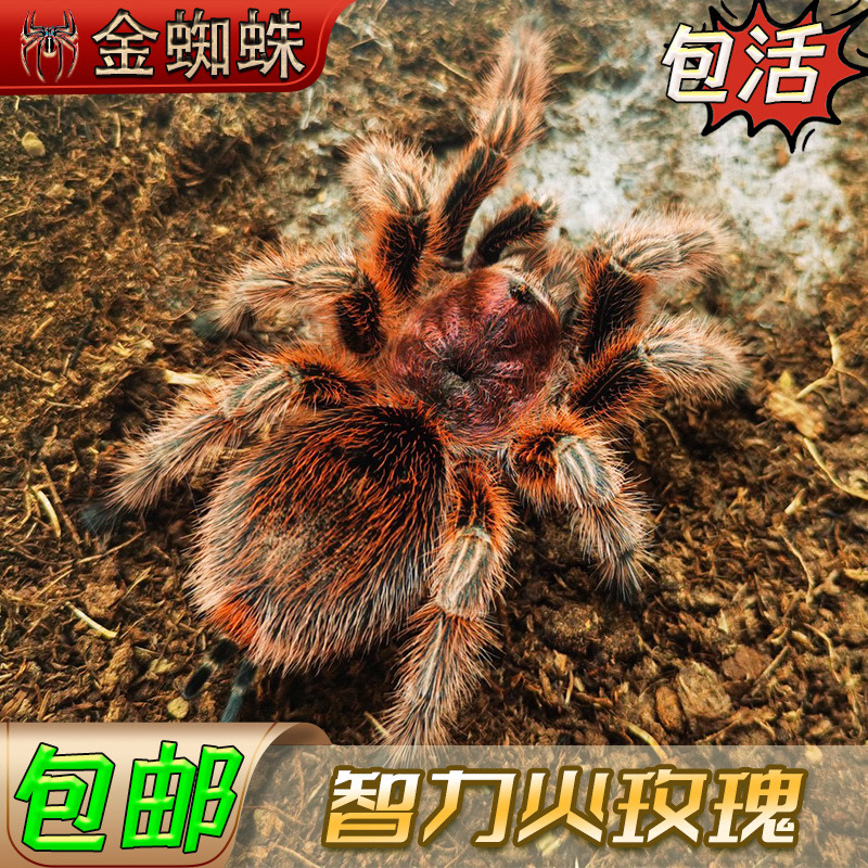 火玫瑰蜘蛛纯种智利火玫瑰宠物花蜘蛛非洲巨人马陆