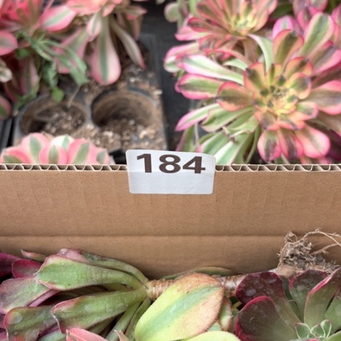 184号法师锦组合000