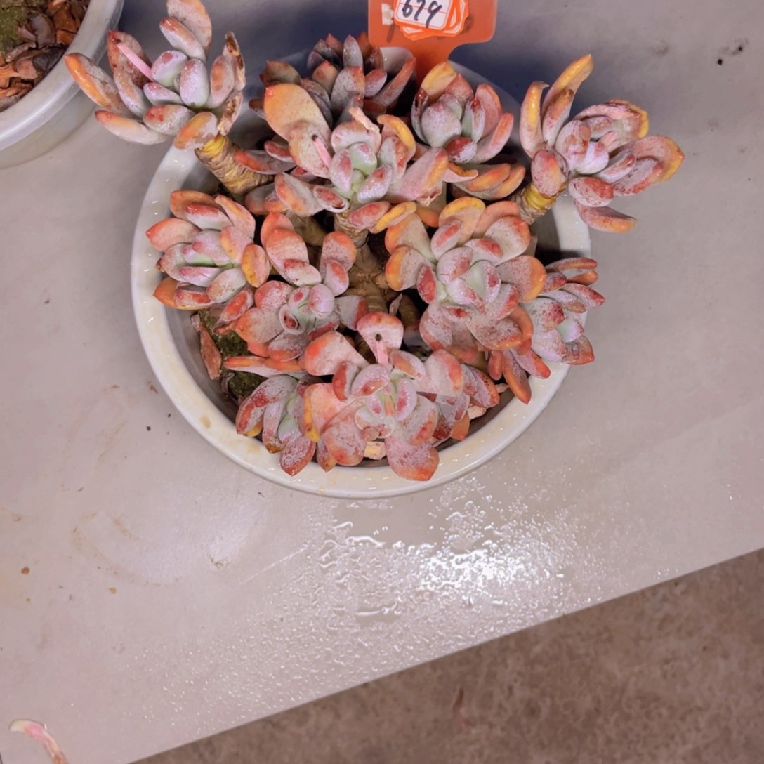 胡****肉灰姑娘679多肉植物