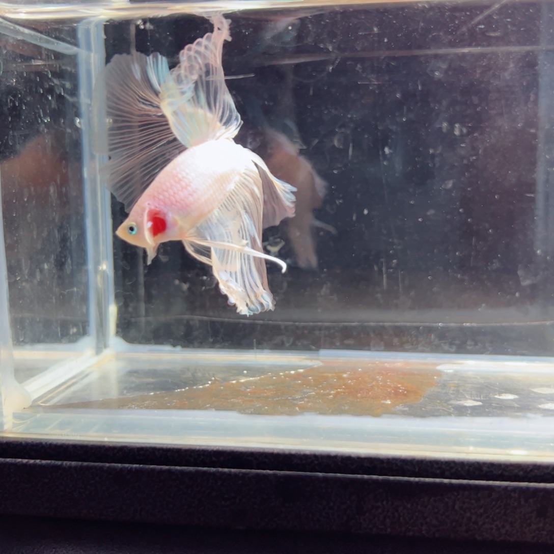 斗鱼浅色特殊尾hhhh
