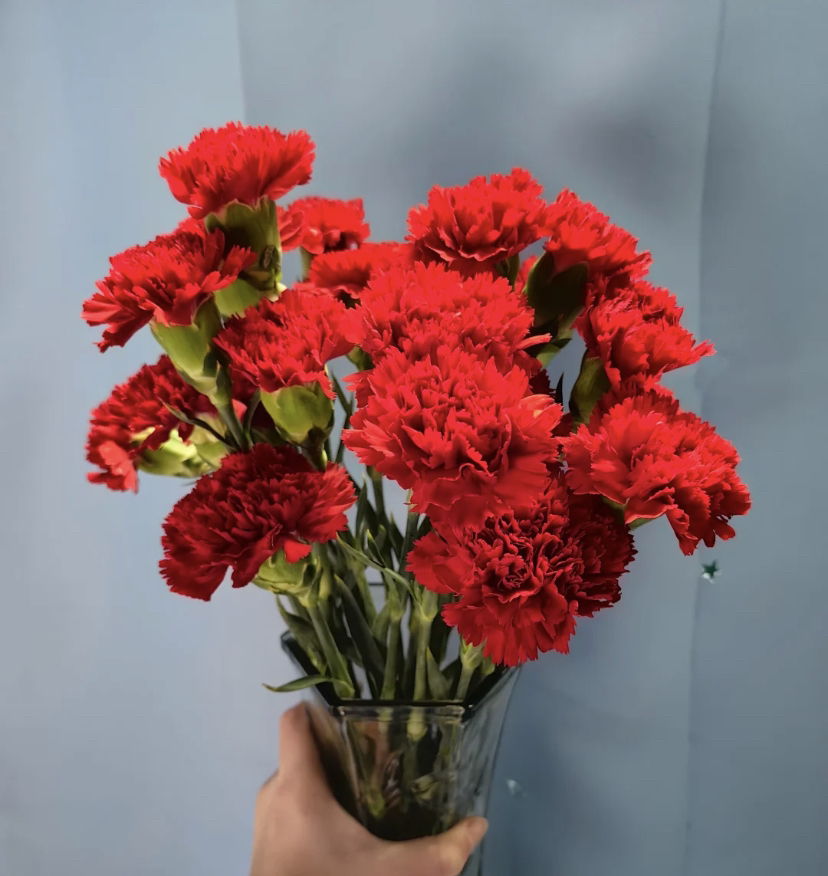 【红色康乃馨】东北基地发货顺丰包邮