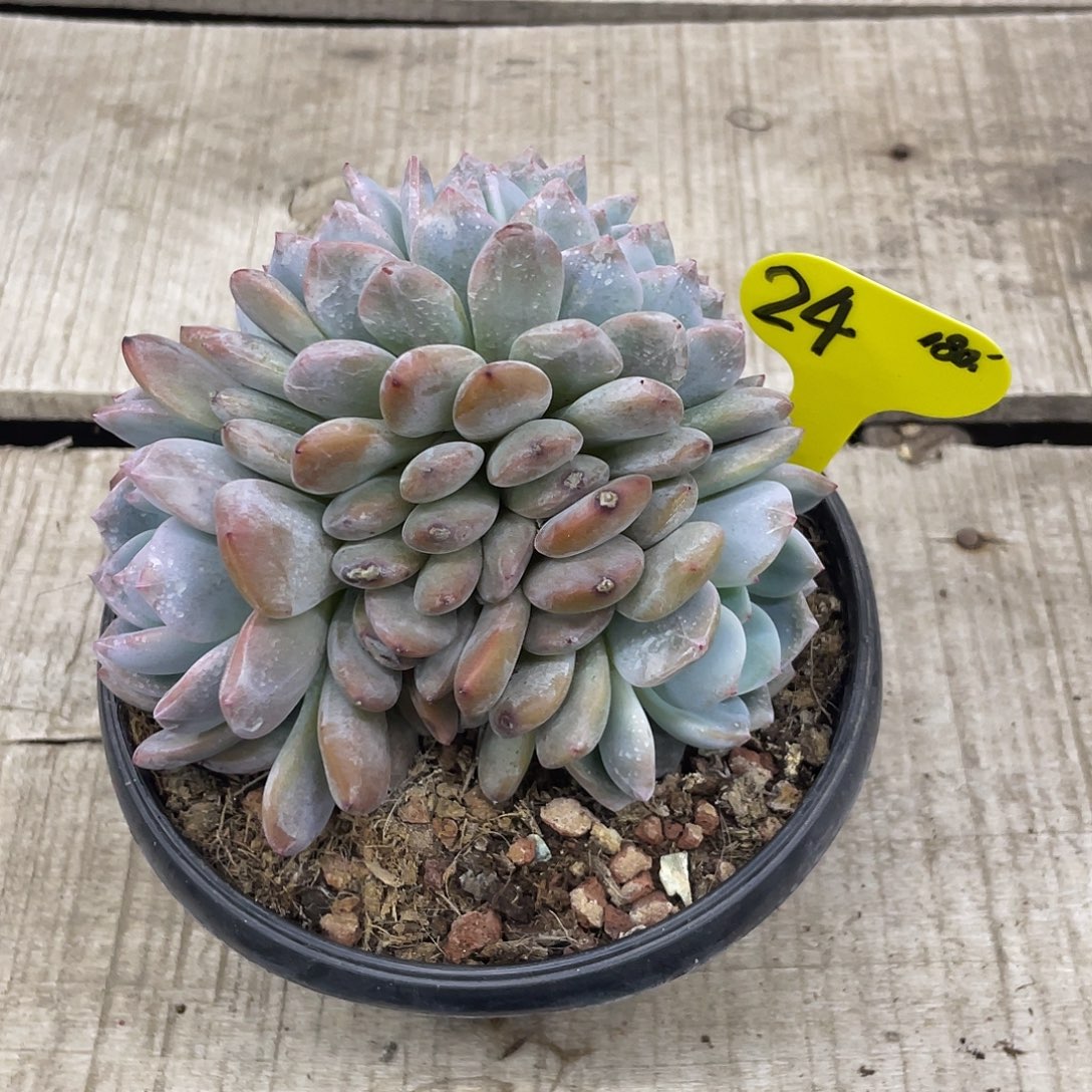24号多肉-实生星影缀化