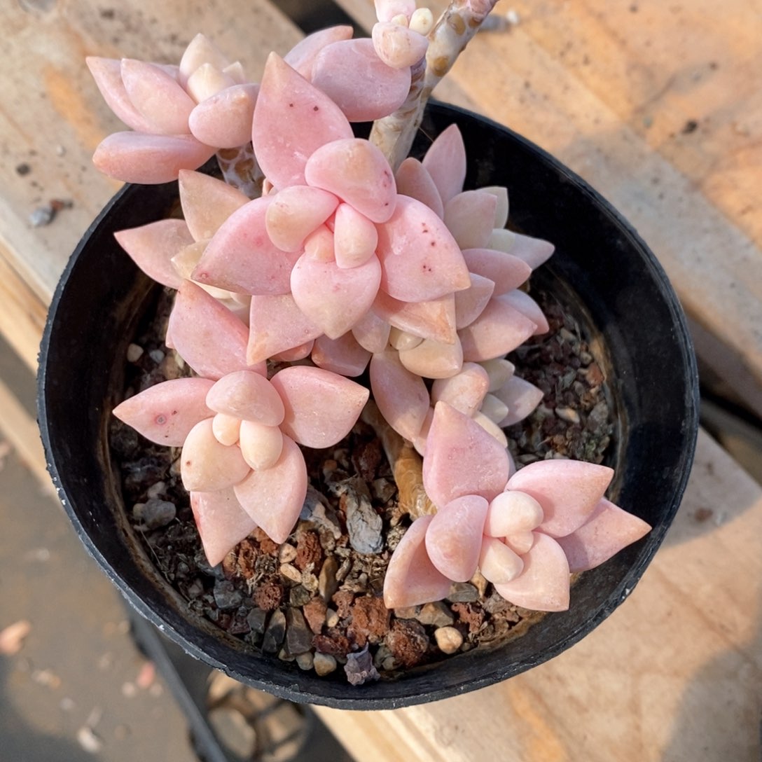 精品多肉一物一拍不包整457