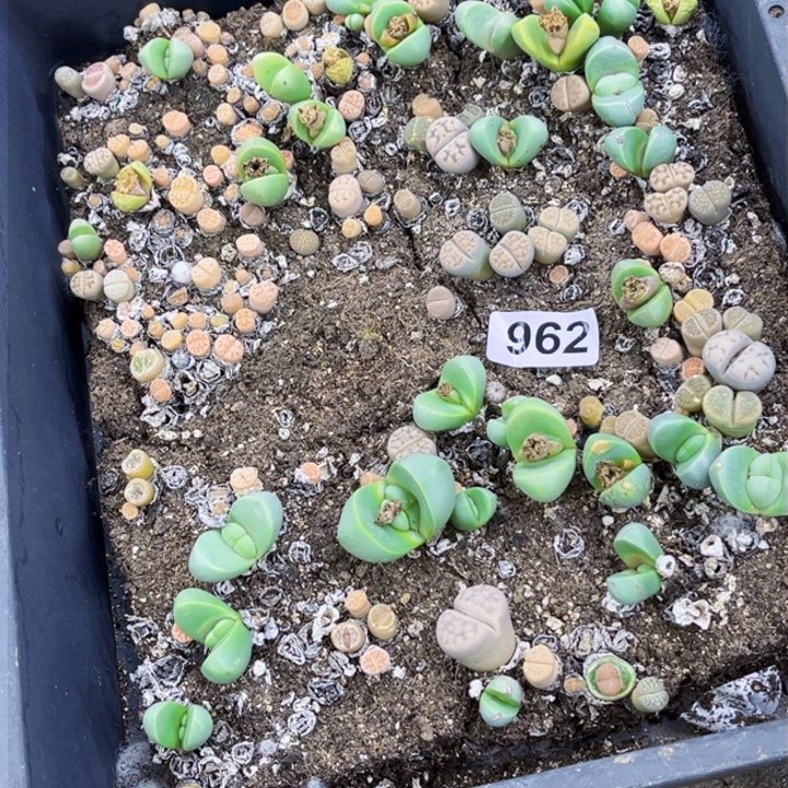 962 生石花一物一图如图