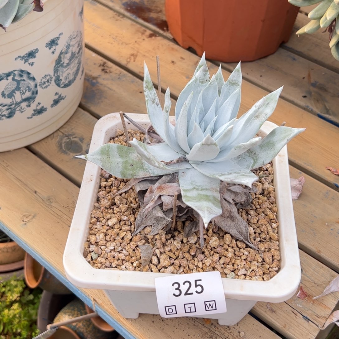 325多肉植物保护研究所