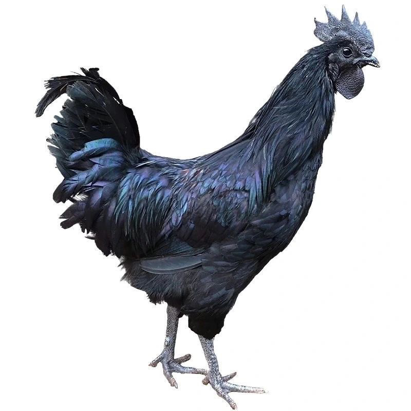 1.5斤青年五黑整鸡生鲜快递发货