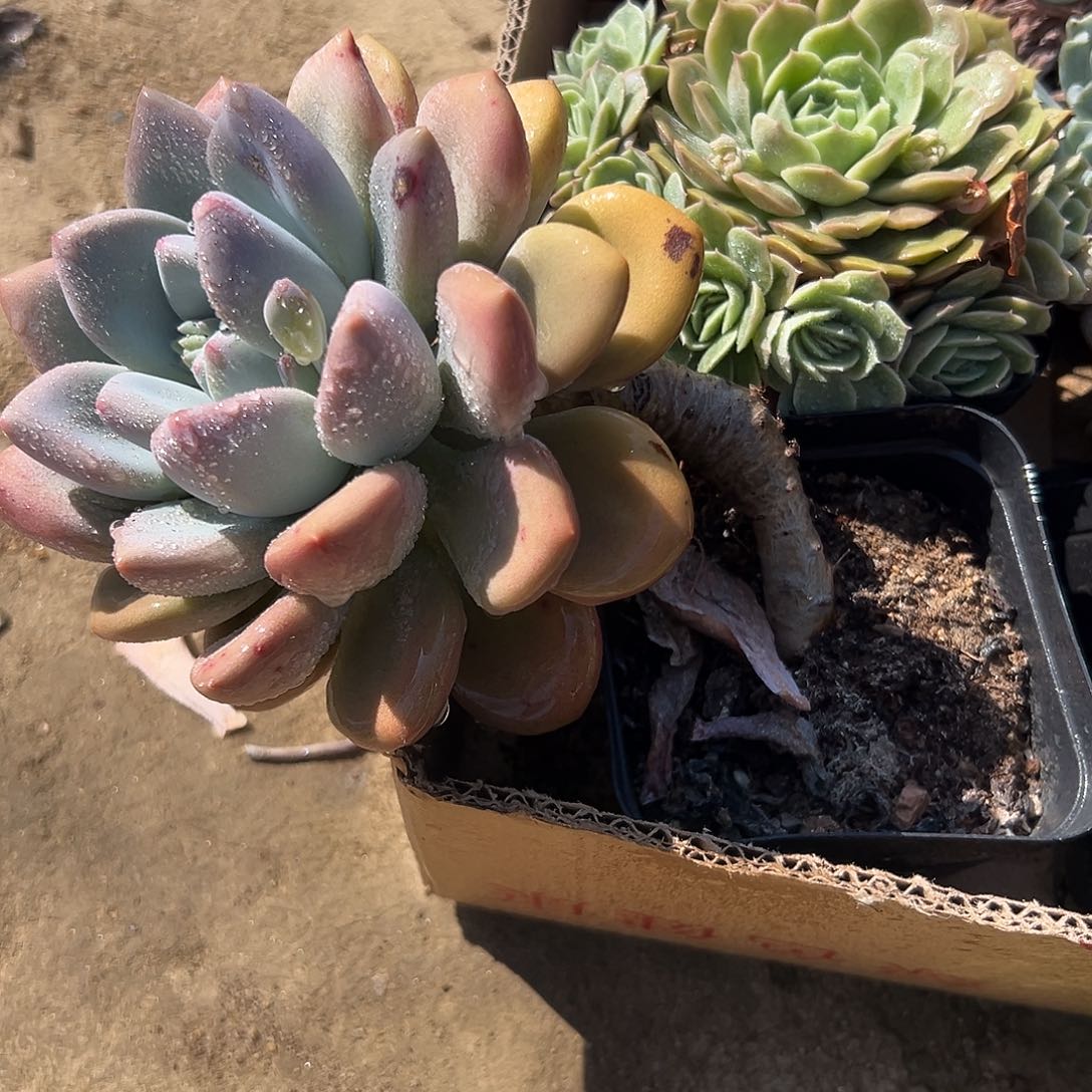 多肉植物奥普老庄