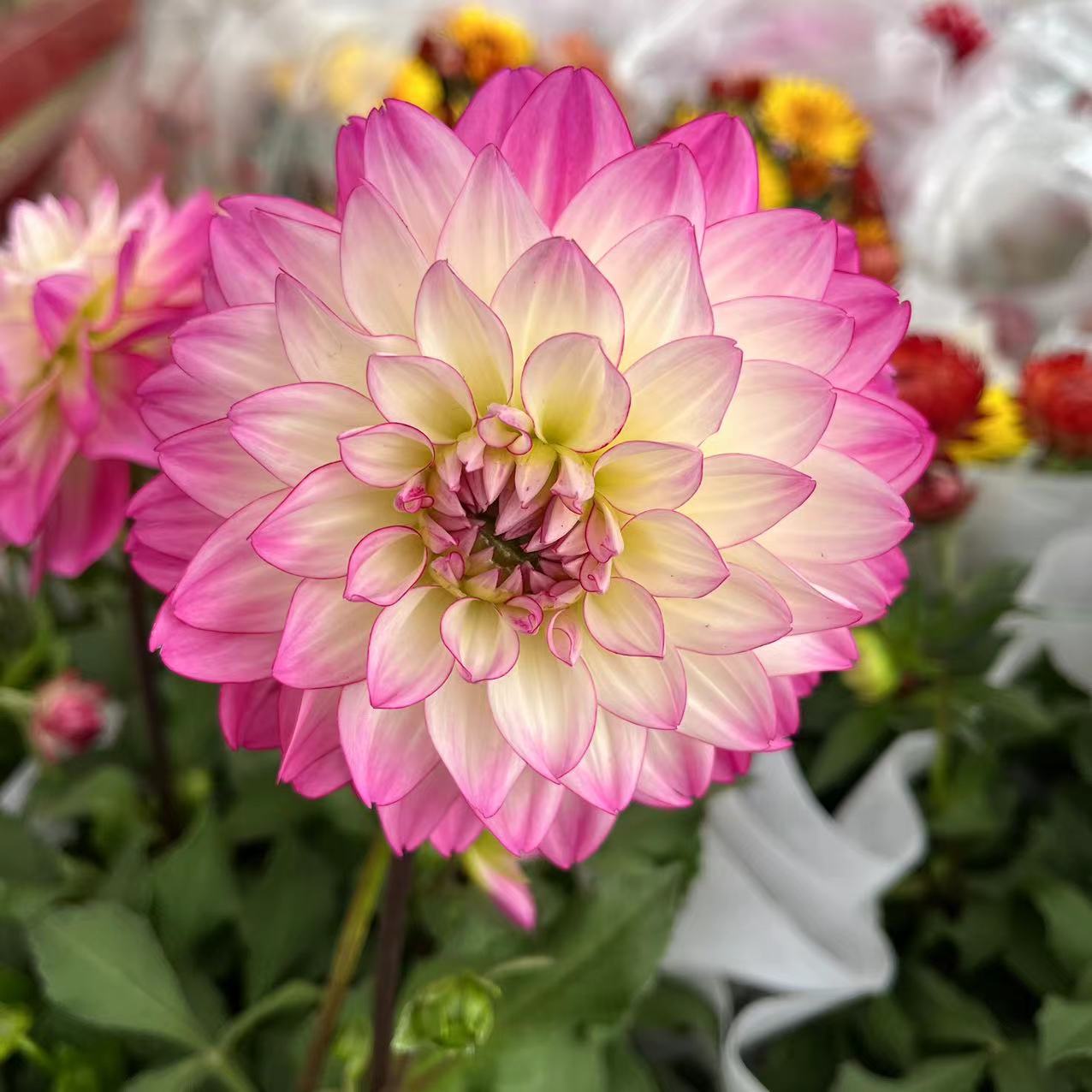 粉荷花大丽花盆栽带花苞