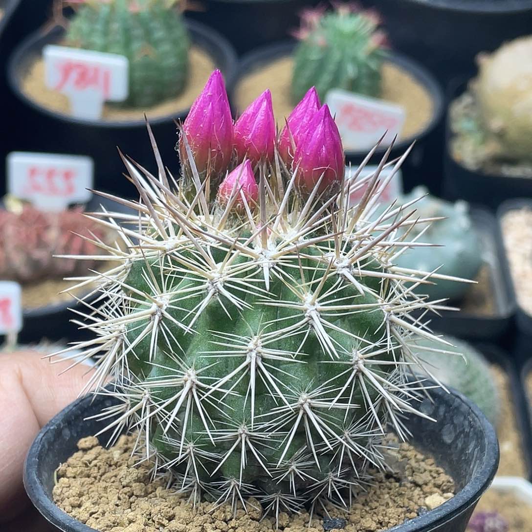 实生强刺混乱玉仙人球 带带盆土发货