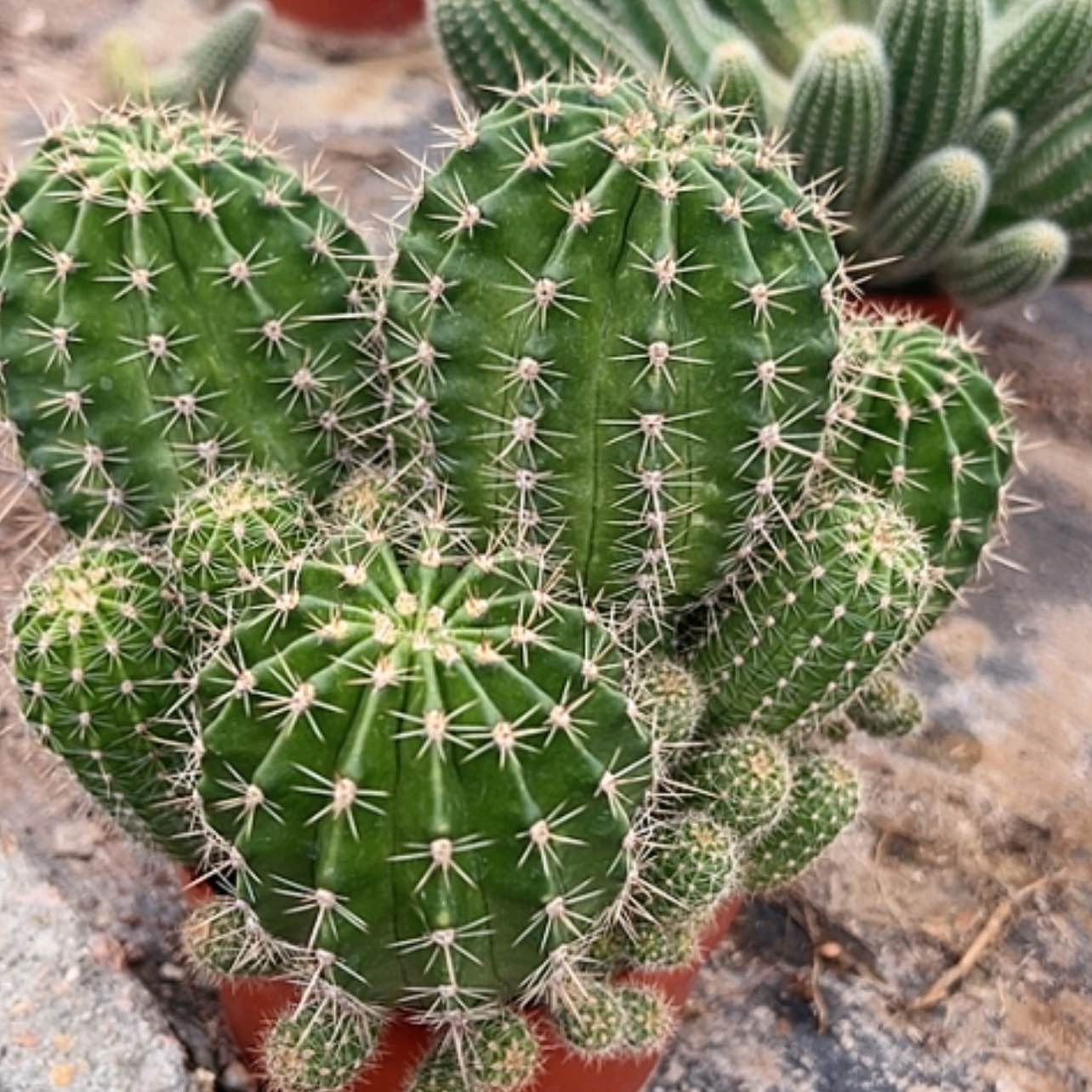 【闪购商品】花花花花