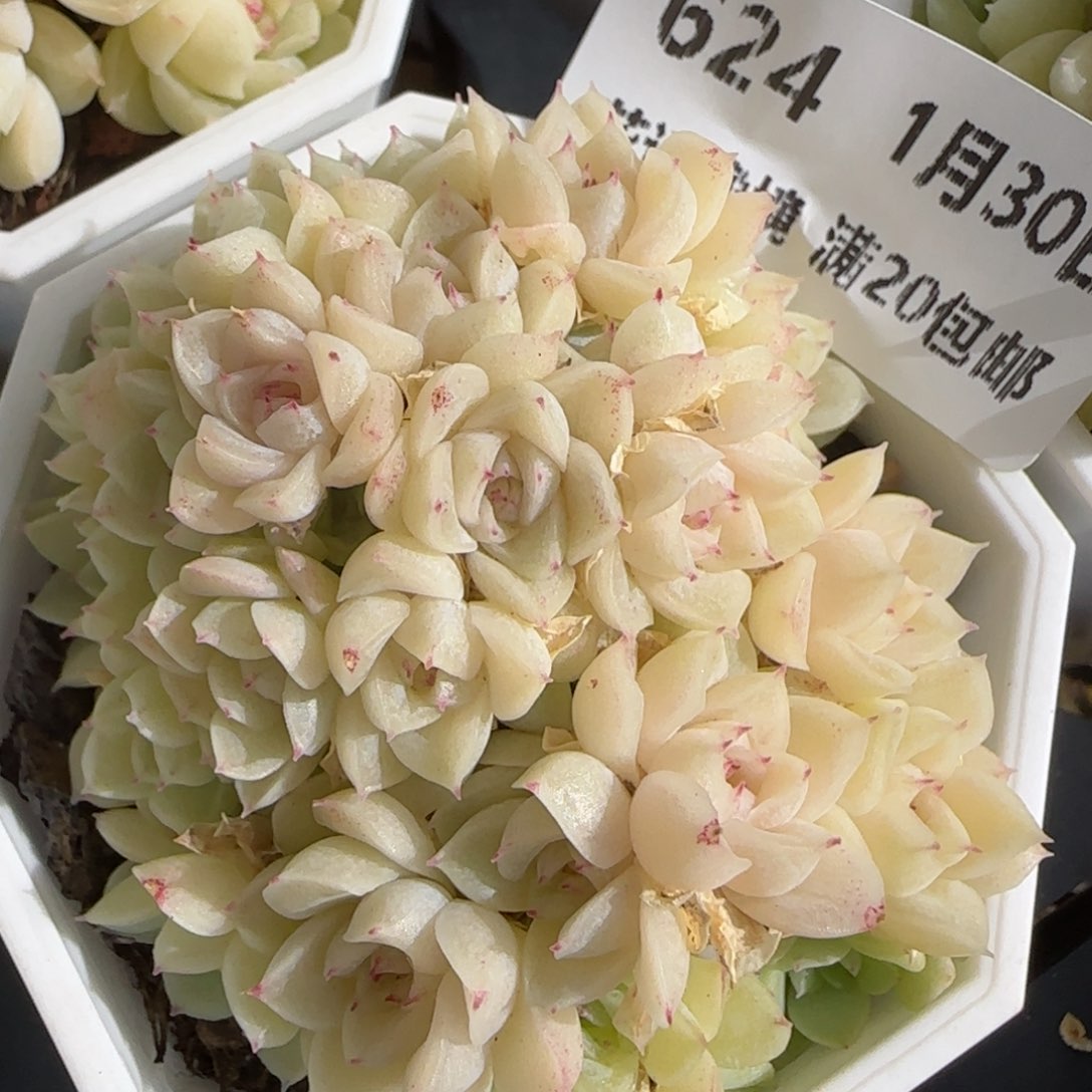 花语逸镜0130-624散