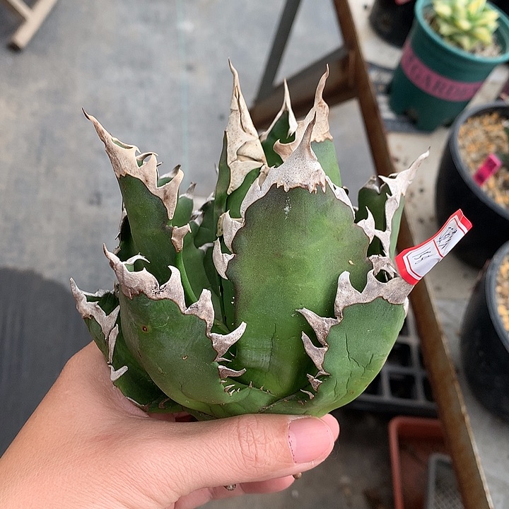 301顶盖超猫223332222222