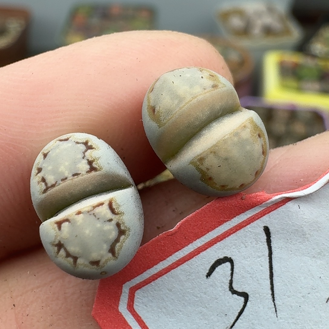 31多肉哈哈哈哈哈哈哈