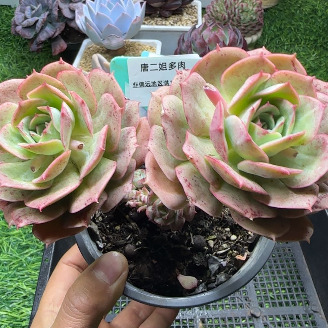 唐二姐多肉编号203