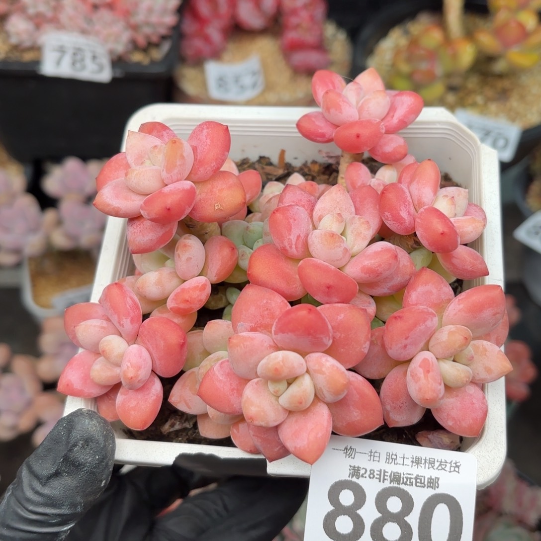 红洛神无盆土发货