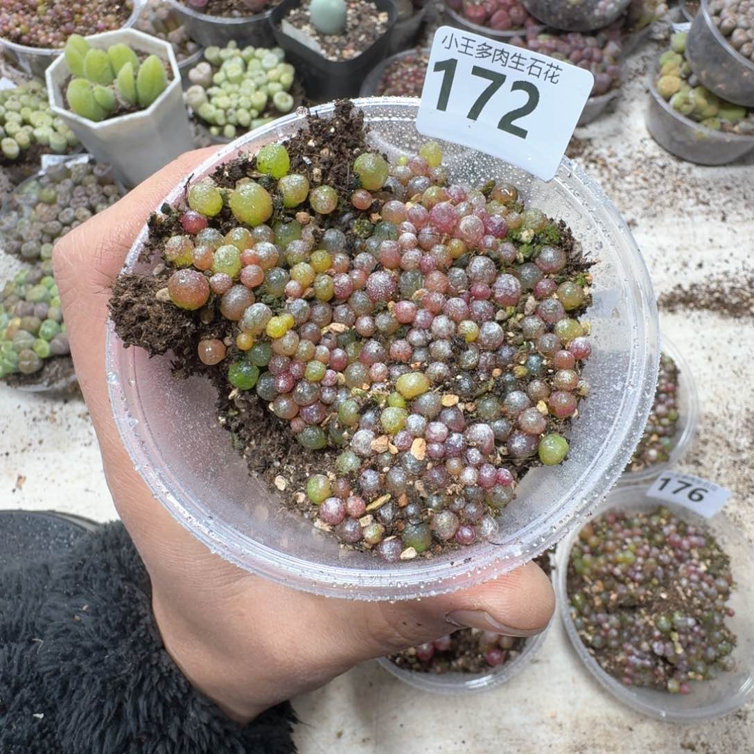 172小灯泡一盒。尺寸不大