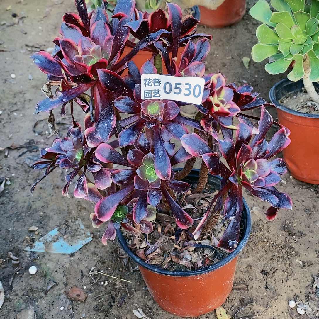 530号欧佳丽20包邮不包断枝