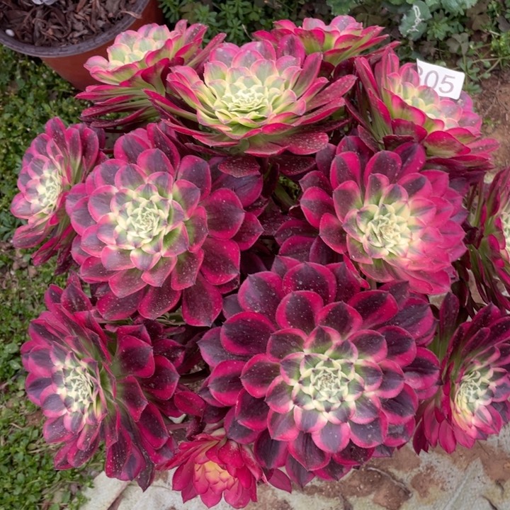 305多肉植物天和有断枝