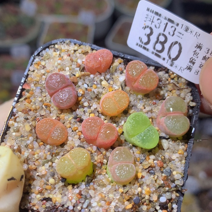 精品生石花313.380