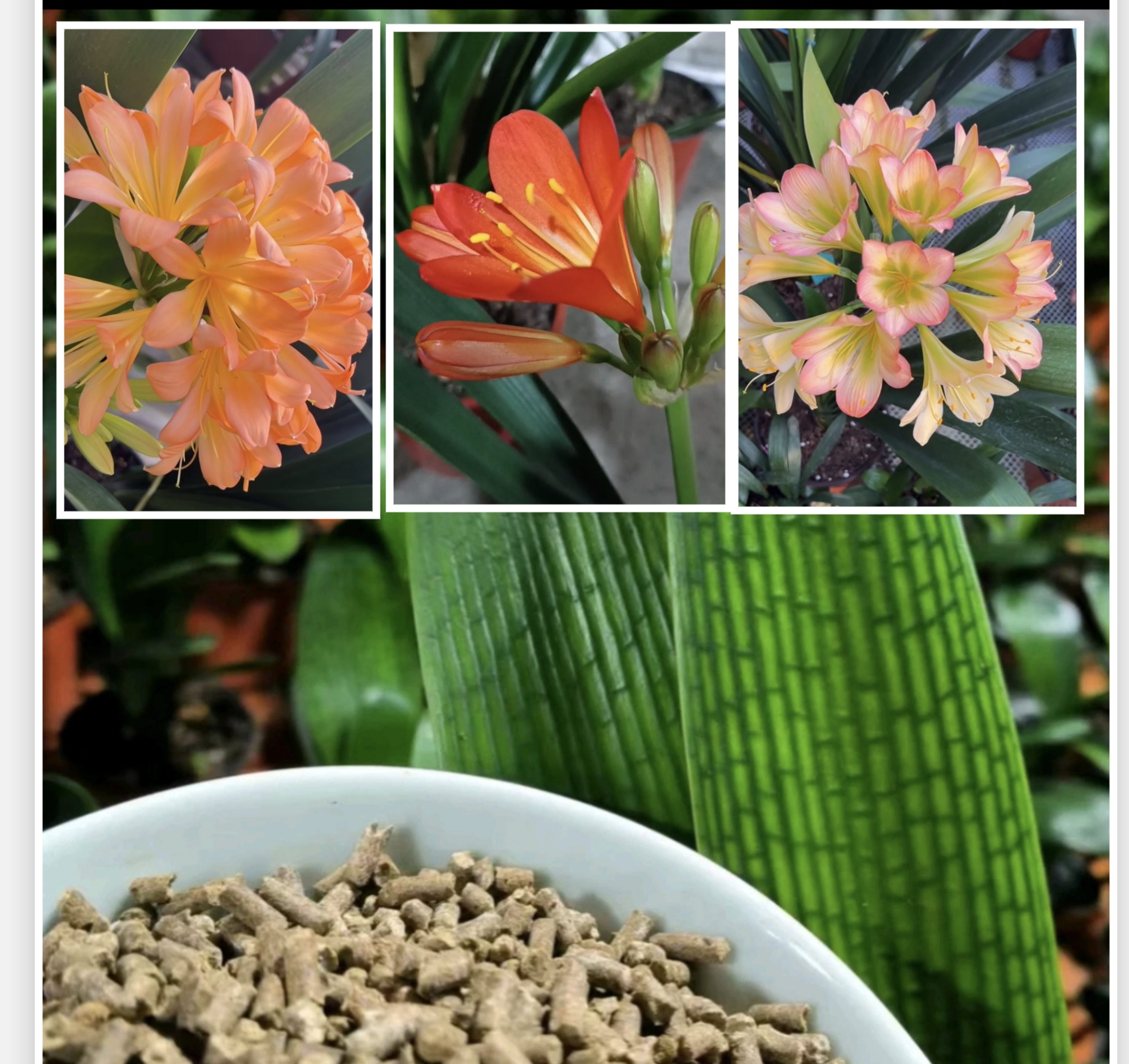 福利！！！（颗粒缓释肥）促花蕾，下根快，适合所以花卉绿植花店