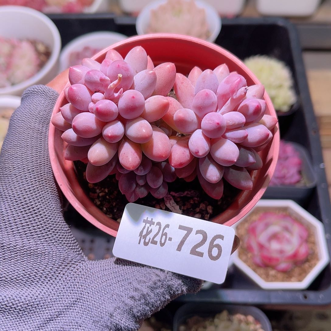 花26-726婴儿手指