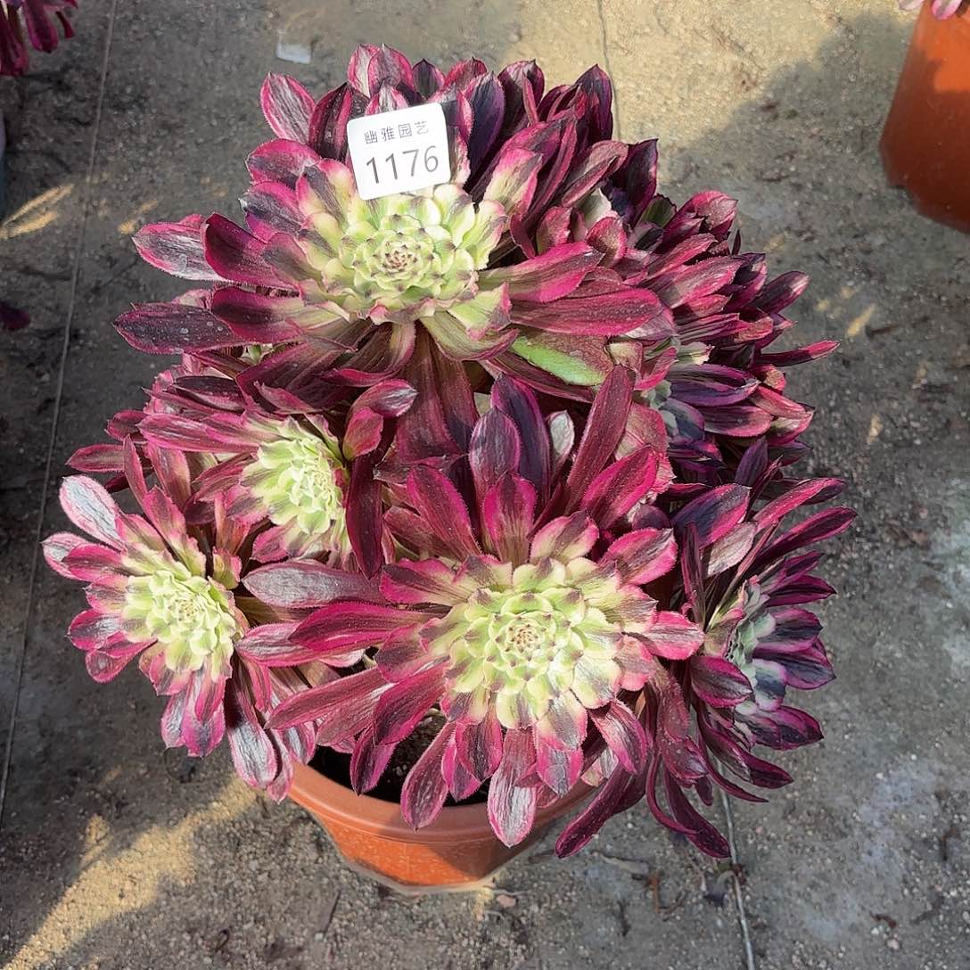 多肉法师琉璃1176