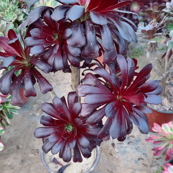 552魔法师多肉植物