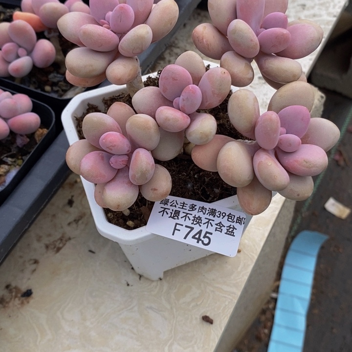 糖果桃蛋老桩745多肉植物