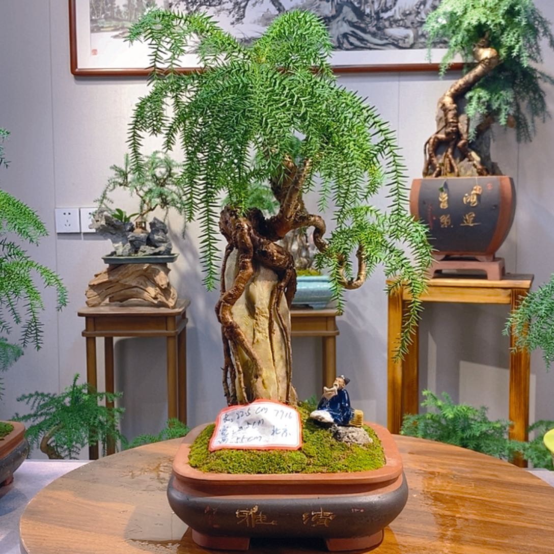 磐***石无花朵澳洲杉盆景