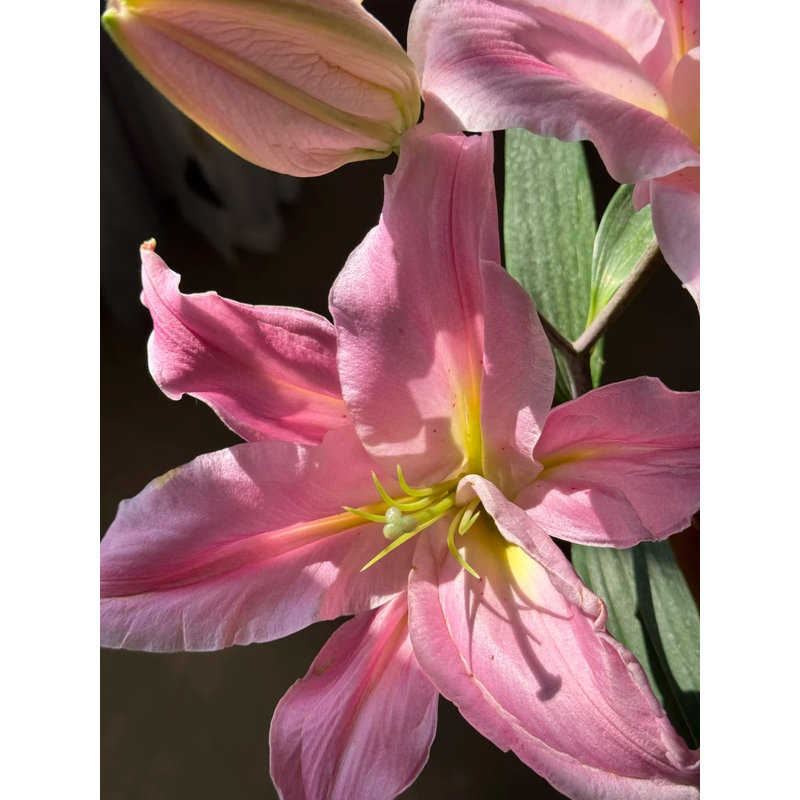 【大聪明卖花】致敬香水百合 任意两单花材升级顺快递-元旦福利