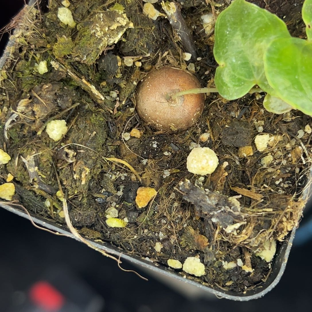 多肉植物专拍植物不退换 一物一拍 589