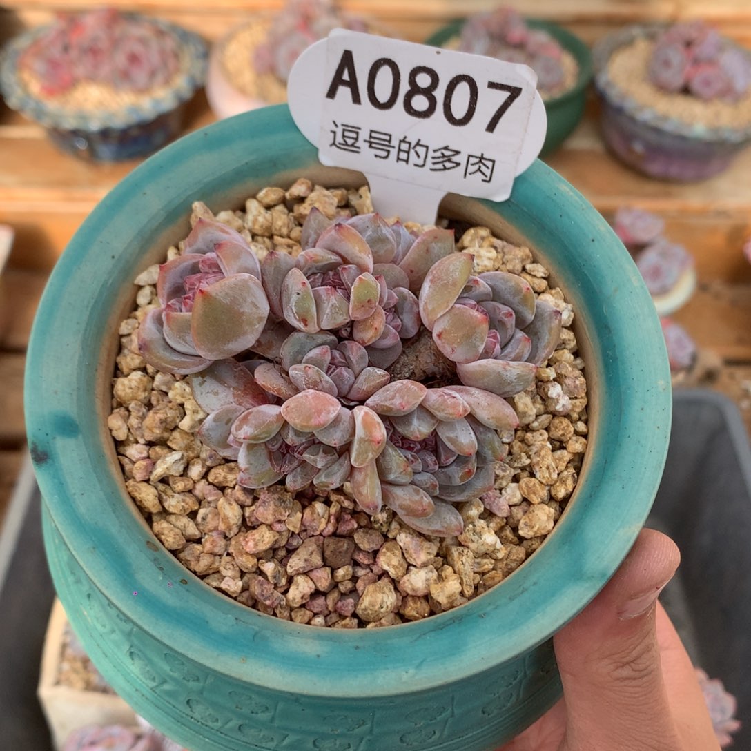 A0807 星影群缀 小脸 有砍 8cm