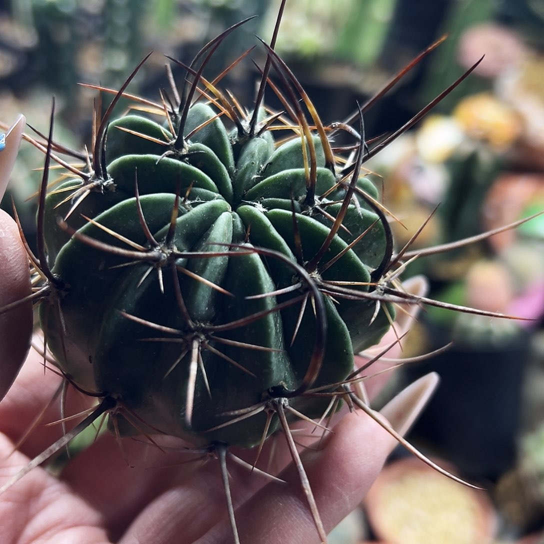 狂风仙人球111111111