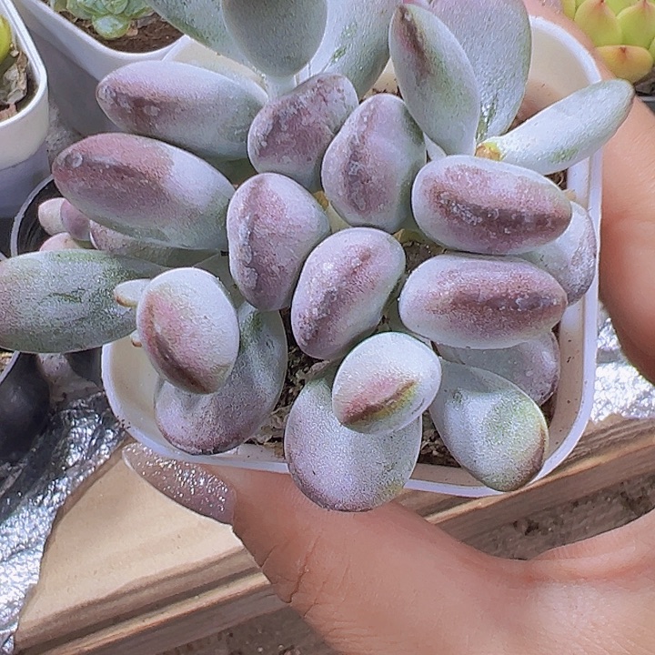 乒乓群19包邮多肉植物